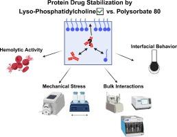 Lyso-phosphatidylcholine as an interfacial stabilizer for parenteral monoclonal antibody formulations