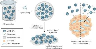 Inhalable nano-structured microparticles for extracellular matrix modulation as a potential delivery system for lung cancer