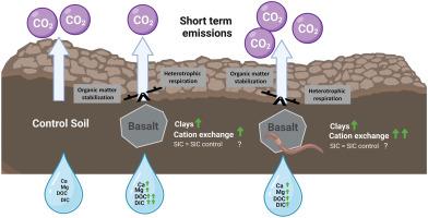 Earthworms in an enhanced weathering mesocosm experiment: Effects on soil carbon sequestration, base cation exchange and soil CO2 efflux