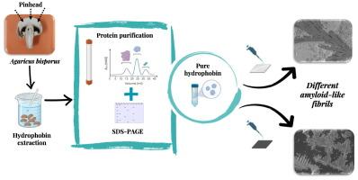 Assembly of Hydrophobin class I from Agaricus bisporus produced different amyloid-like fibrils