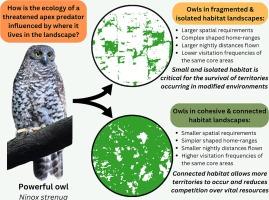 Where to fly? Landscape influences on the movement and spatial ecology of a threatened apex predator