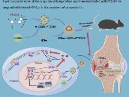 A pH-responsive novel delivery system utilizing carbon quantum dots loaded with PT2385 for targeted inhibition of HIF-2α in the treatment of osteoarthritis