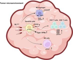 Enhancing Tumor-Specific immunity with SLdacA: A attenuated Salmonella-mediated c-di-AMP delivery system targeting the STING pathway