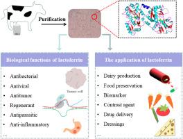 Lactoferrin: Current situation and future prospects