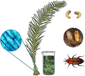 Dual-strategy approach for Rhynchophorus ferrugineus control: Endophytic Beauveria bassiana and Bacillus thuringiensis topical application