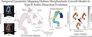 Temporal geometric mapping defines morphoelastic growth model of Type B aortic dissection evolution