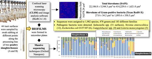 Characterization and long-read sequencing of biofilms formed by the microbiota present on inert surfaces in poultry slaughterhouses