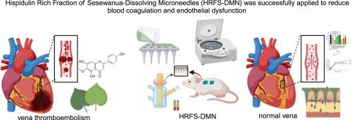 Hispidulin-rich fraction of Clerodendrum fragrans Wild. (Sesewanua) dissolving microneedle as antithrombosis candidate: A proof of concept study