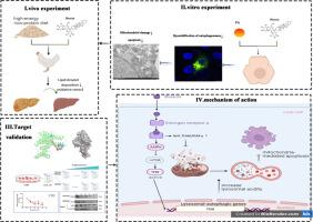 Dioscin improves fatty liver hemorrhagic syndrome by promoting ERα-AMPK mediated mitophagy in laying hens