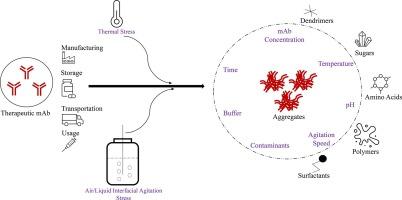 Aggregation of therapeutic monoclonal antibodies due to thermal and air/liquid interfacial agitation stress: Occurrence, stability assessment strategies, aggregation mechanism, influencing factors, and ways to enhance stability