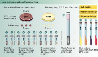 A simple culture medium for phenotypic characterization and long-term storage of medically relevant fusarioid fungi