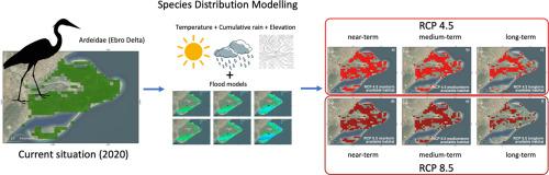 Habitat availability decline for waterbirds in a sensitive wetland: Climate change impact on the Ebro Delta