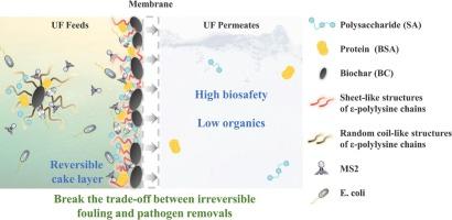 Break through the trade-off between membrane fouling and pathogen removal in ultrafiltration process by poly(amino acid)s modified biochar