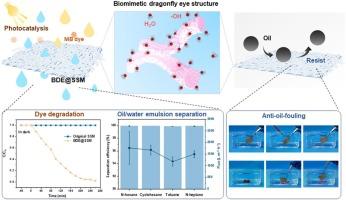 Dragonfly eye microstructure-inspired antifouling durable superhydrophilic surfaces for emulsion separation and dye degradation