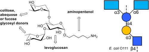 Synthesis of trisaccharide antigens featuring colitose, abequose and fucose residues and assessment of antibody binding on antigen arrays