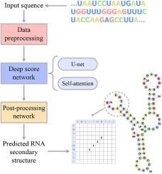 Wfold: A new method for predicting RNA secondary structure with deep learning