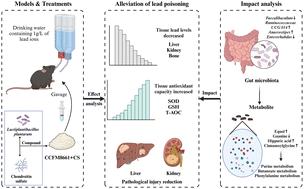 Lead toxicity mitigation effect of a Lactiplantibacillus plantarum–chondroitin sulfate complex revealed by microbiome and metabolomic analyses†