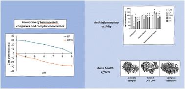 The impact of complexation or complex coacervation of lactoferrin and osteopontin on simulated infant gastrointestinal digestion, intestinal inflammation, and in vivo bone development†