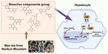 Effects of Mao tea from Nankun Mountain on nonalcoholic fatty liver disease in mice†