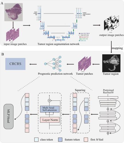 Exploring prognostic biomarkers in pathological images of colorectal cancer patients via deep learning