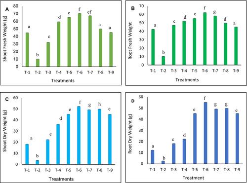 Harnessing Plant Growth–Promoting and Wilt-Controlling Biopotential of a Consortium of Actinomycetes and Mycorrhizae in Pigeon Pea