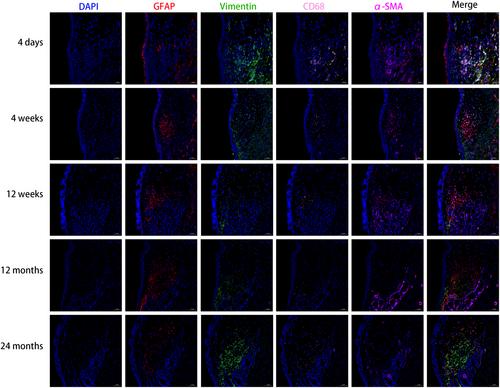 Histological characterization of rat vocal fold across different postnatal periods