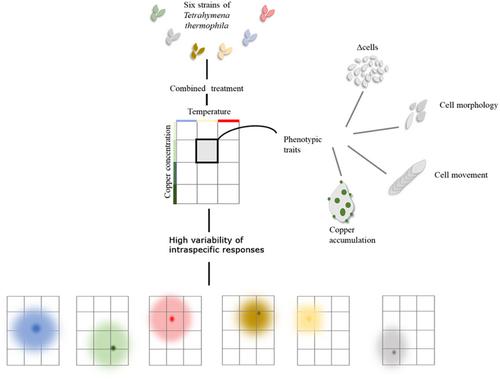 The phenotypic and demographic response to the combination of copper and thermal stressors strongly varies within the ciliate species, Tetrahymena thermophila