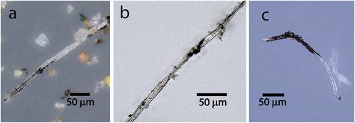 Microplastic and Associated Black Particles From Road-Tire Wear: Implications for Radiative Effects Across the Cryosphere and in the Atmosphere