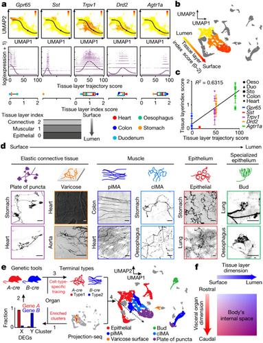 Neurophysiological Basis of Electroacupuncture Stimulation in the Treatment of Cardiovascular-Related Diseases: Vagal Interoceptive Loops