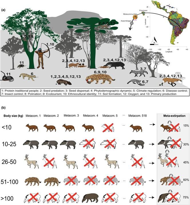 Linking functional and phylogenetic diversity to assess decay in ecosystem services induced by metacommunity-level mammal extirpations