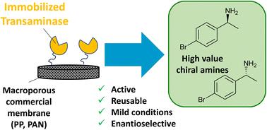 Membrane-immobilized transaminases for the synthesis of enantiopure amines†