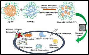 Eco-friendly synthesis and enhanced antibacterial action of bimetallic Ag/ZnO nanoparticles using Hylocereus costaricensis stem extract