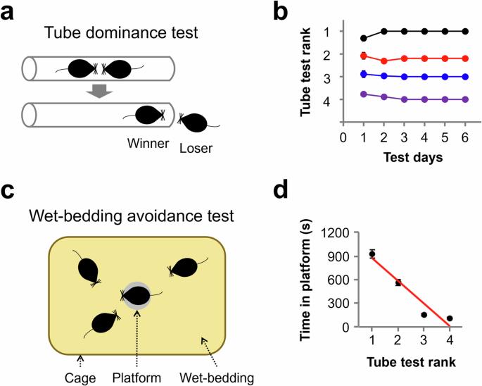 Mesocorticolimbic circuit mechanisms of social dominance behavior