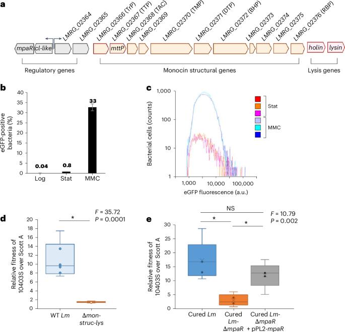 Specialized Listeria monocytogenes produce tailocins to provide a population-level competitive growth advantage