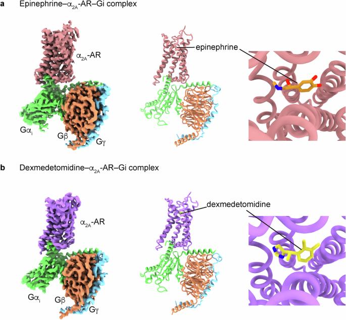 Distinct binding conformations of epinephrine with α- and β-adrenergic receptors