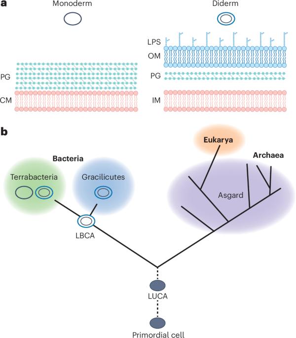 Cell envelope diversity and evolution across the bacterial tree of life