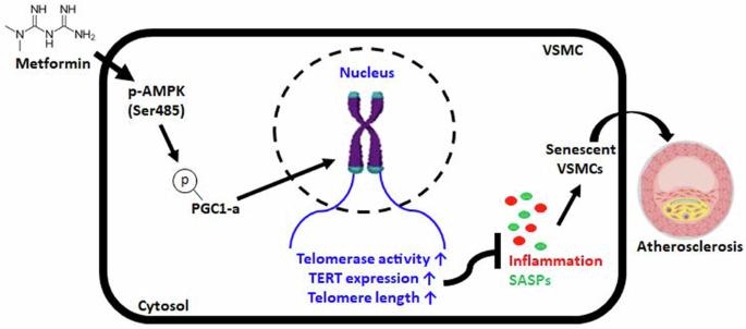 Telomere stabilization by metformin mitigates the progression of atherosclerosis via the AMPK-dependent p-PGC-1α pathway