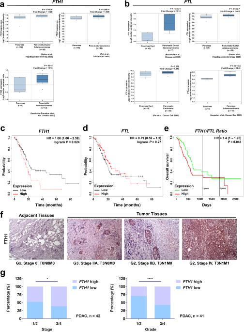 Crosstalk between FTH1 and PYCR1 dysregulates proline metabolism and mediates cell growth in KRAS-mutant pancreatic cancer cells