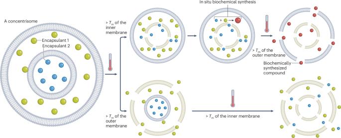 Multi-compartment liposomes forge new paths in drug delivery