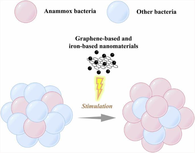 The enhancement of anammox by graphene-based and iron-based nanomaterials in performance and mechanisms