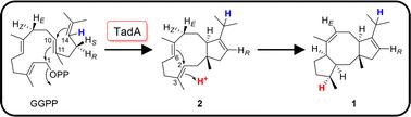 Mechanistic characterisation of a fungal fusicoccane-type diterpene synthase involved in the biosynthesis of talaro-7,13-diene†