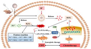 Doxorubicin and iron-doped mesoporous silica nanoparticles for chemodynamic therapy and chemotherapy of breast cancer†