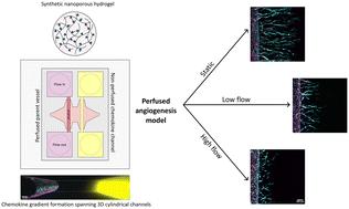 A nanoporous hydrogel-based model to study chemokine gradient-driven angiogenesis under luminal flow†