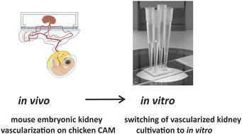 From ex ovo to in vitro: xenotransplantation and vascularization of mouse embryonic kidneys in a microfluidic chip†