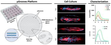 Development of an in vitro platform for the analysis of contractile and calcium dynamics in single human myotubes†