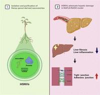 Hemp sprout-derived exosome-like nanovesicles as hepatoprotective agents attenuate liver fibrosis†