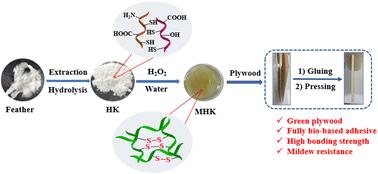 Development of biobased mildew- and bacterial resistant adhesives through keratin molecule recombination