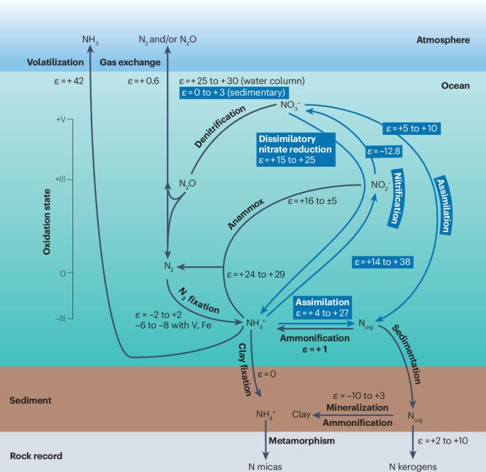 Marine biogeochemical nitrogen cycling through Earth’s history