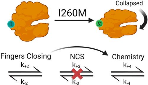 Collapsed State Mediates the Low Fidelity of the DNA Polymerase β I260 Mutant