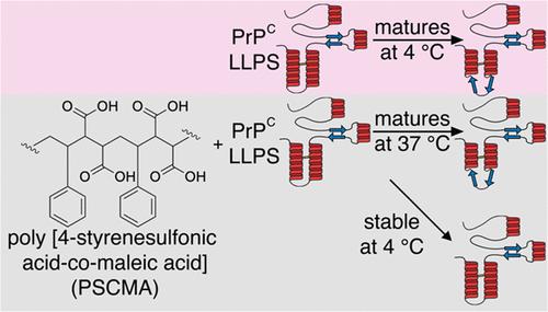Cellular Prion Protein Conformational Shift after Liquid–Liquid Phase Separation Regulated by a Polymeric Antagonist and Mutations